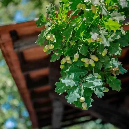 Landsted Quinta Vale De Frades Torrão